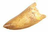 Serrated, Carcharodontosaurus Tooth - Kem Kem Beds #192803-1